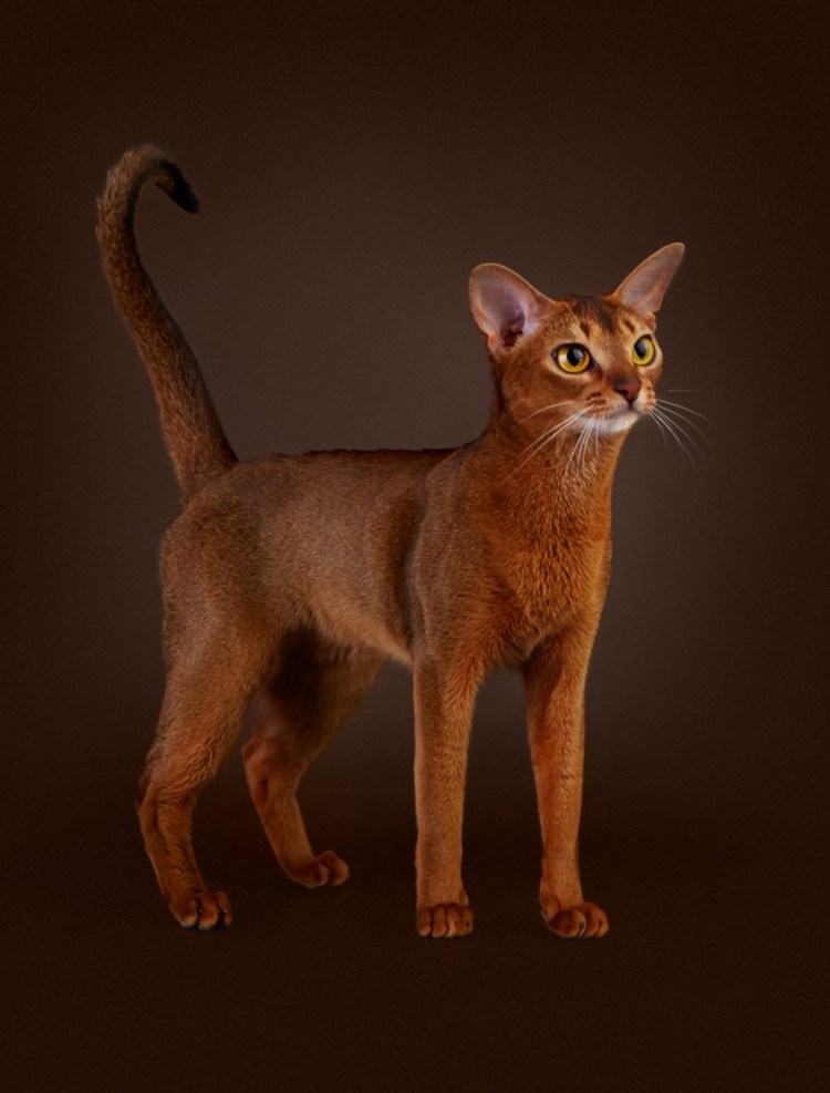 Абиссинская кошка