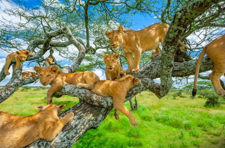 Национальный парк Серенгети стая Львов