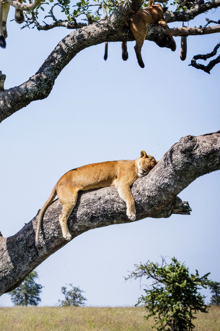 Лев на дереве