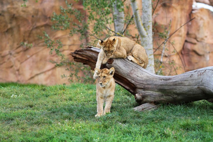 Львы отдыхают на деревьях