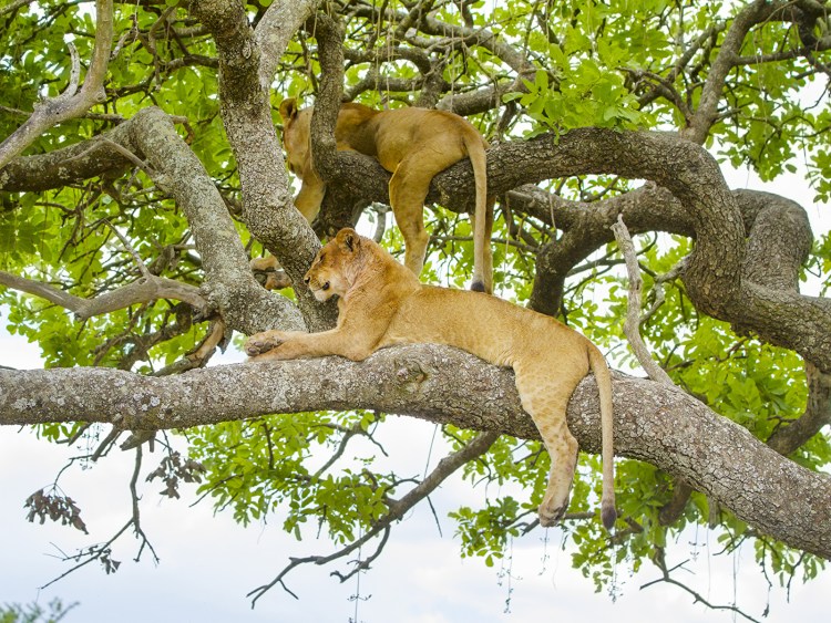 Лев львица и Львенок семья
