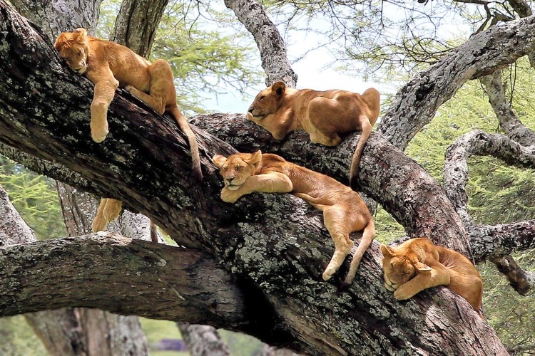 Парк Серенгети львиный Прайд