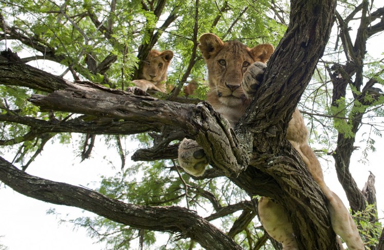 Лев прячется на дереве