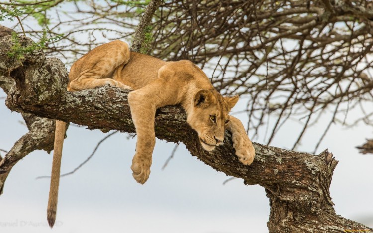 Лев на дереве