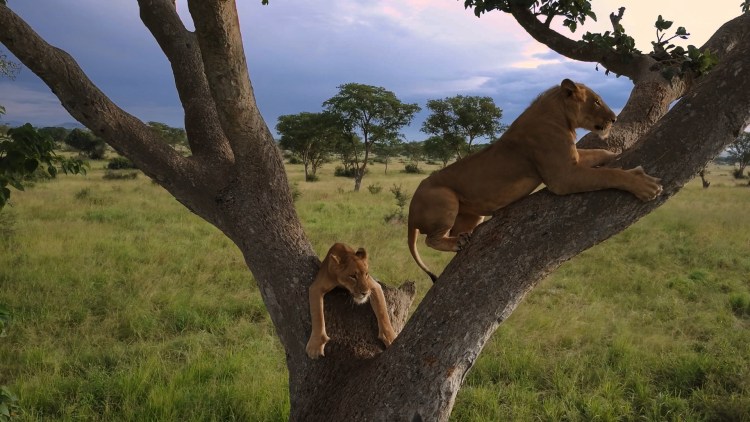 Лев отдыхает у ствола дерева