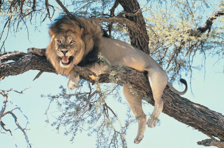 Лев спит на дереве