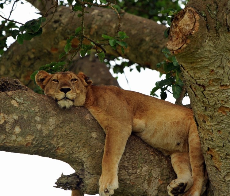 Львица отдыхает на дереве