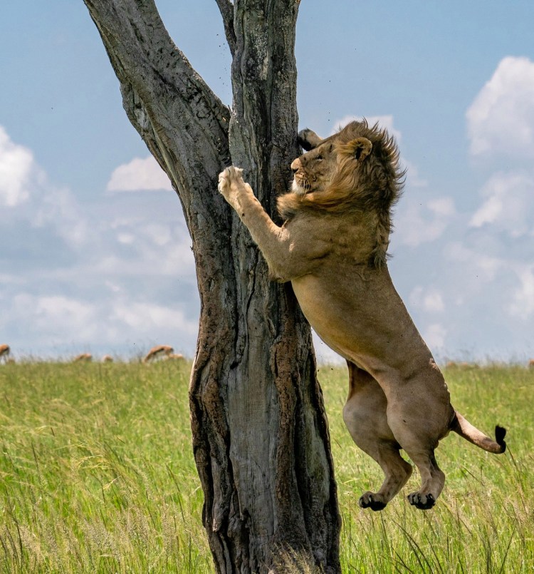 Национальный парк озера Маньяра львы на деревьях