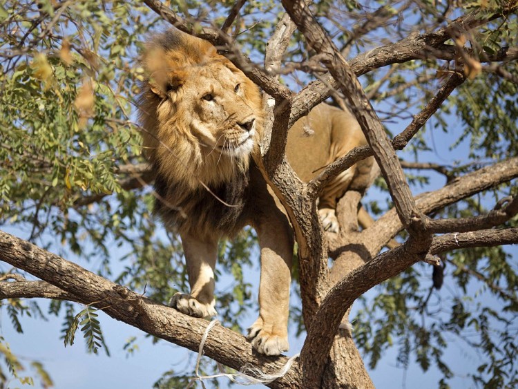 Львица отдыхает на дереве