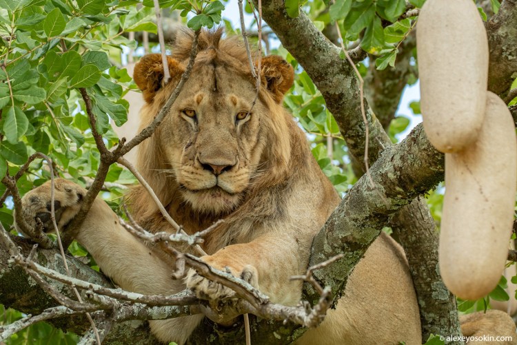 Львы лазают по деревьям