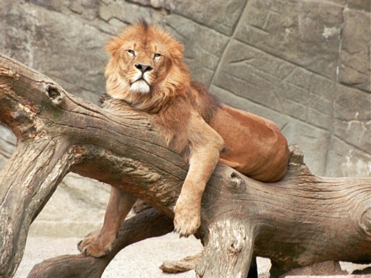 Лондонский зоопарк Пума