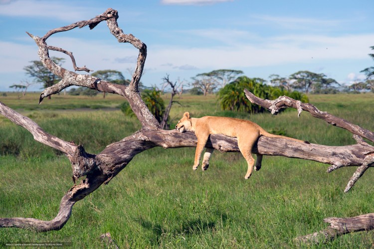 Парк Серенгети Саванна животные