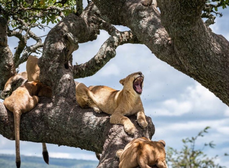 Серенгети Танзания дерево львица