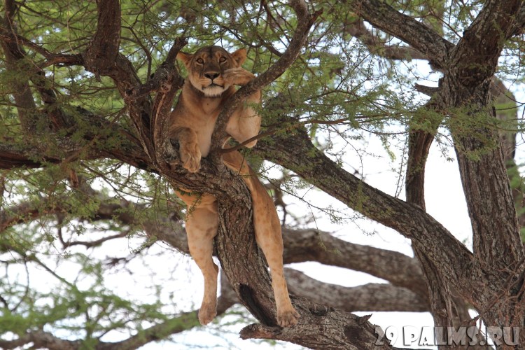Львица отдыхает на дереве