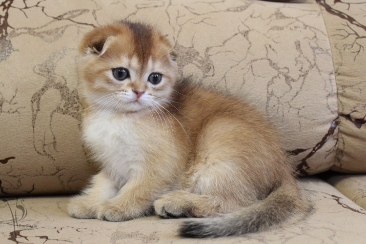 Шотландская вислоухая кошка шиншилла