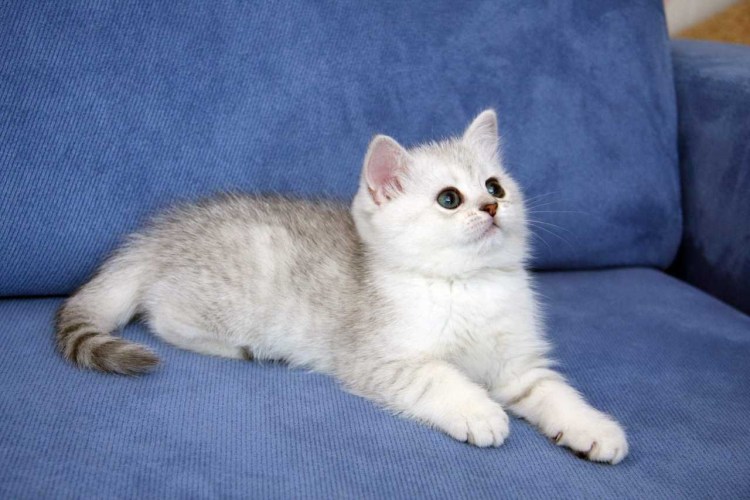 Шотландская серебристая шиншилла