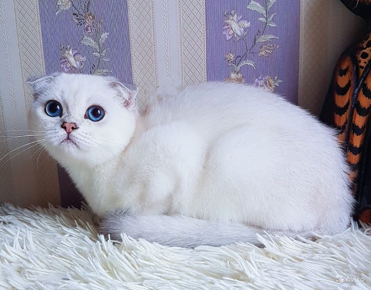 Вислоухий шотландец Золотая шиншилла