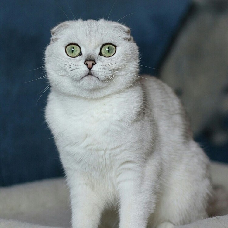 Скоттиш-фолд Шотландская вислоухая котята