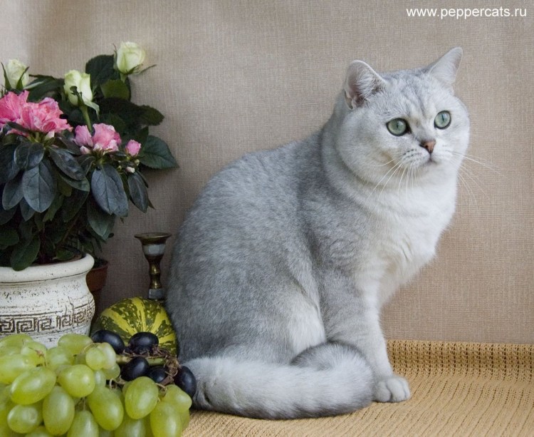 Шотландская вислоухая кошка шиншилла