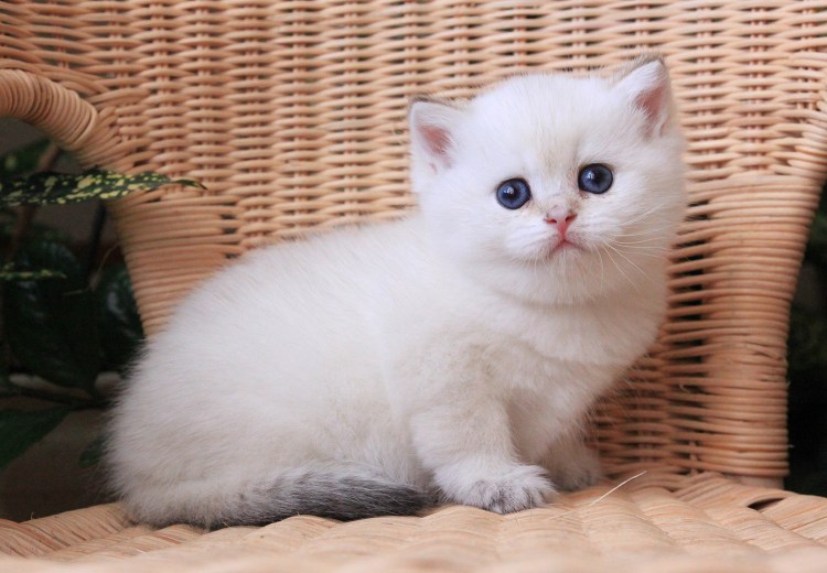 Шотландская вислоухая шиншилла