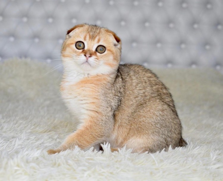 Британская кошка привычки