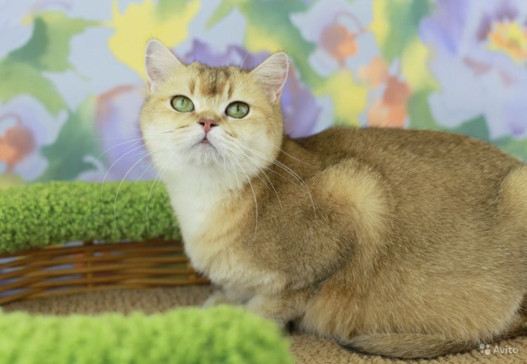 Шотландская шиншилла кошка