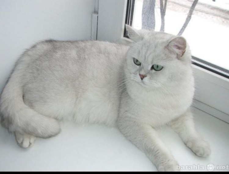 Шотландская вислоухая серебристая шиншилла