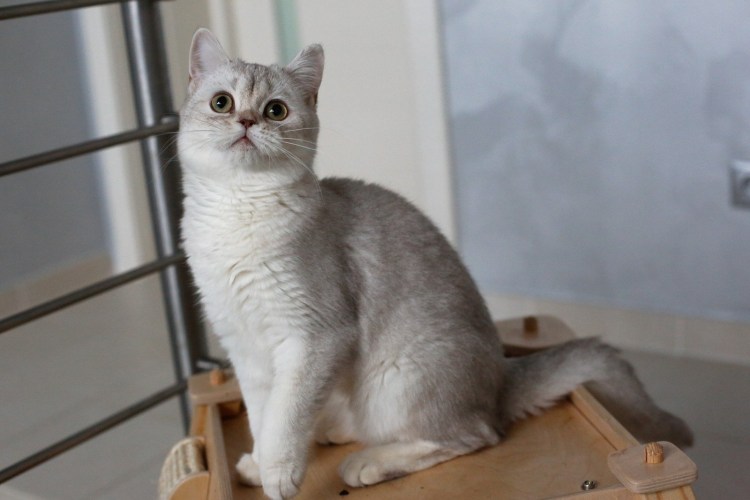 Кошки британские шиншиллы толстая
