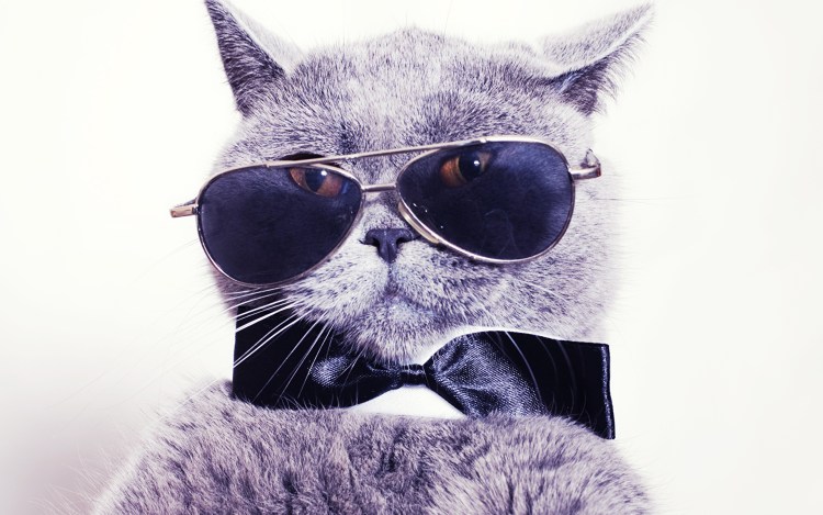 УГАРНЫЙ кот в очках