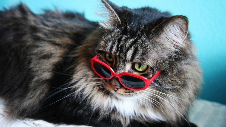 Крутые коты