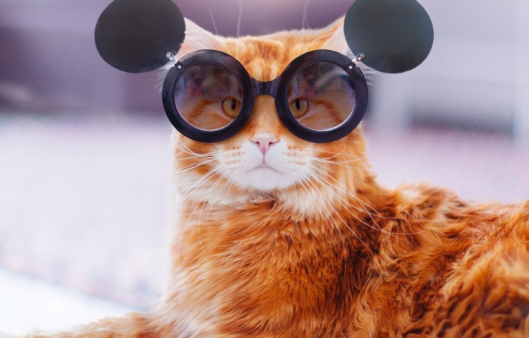 Рыжий кот в очках