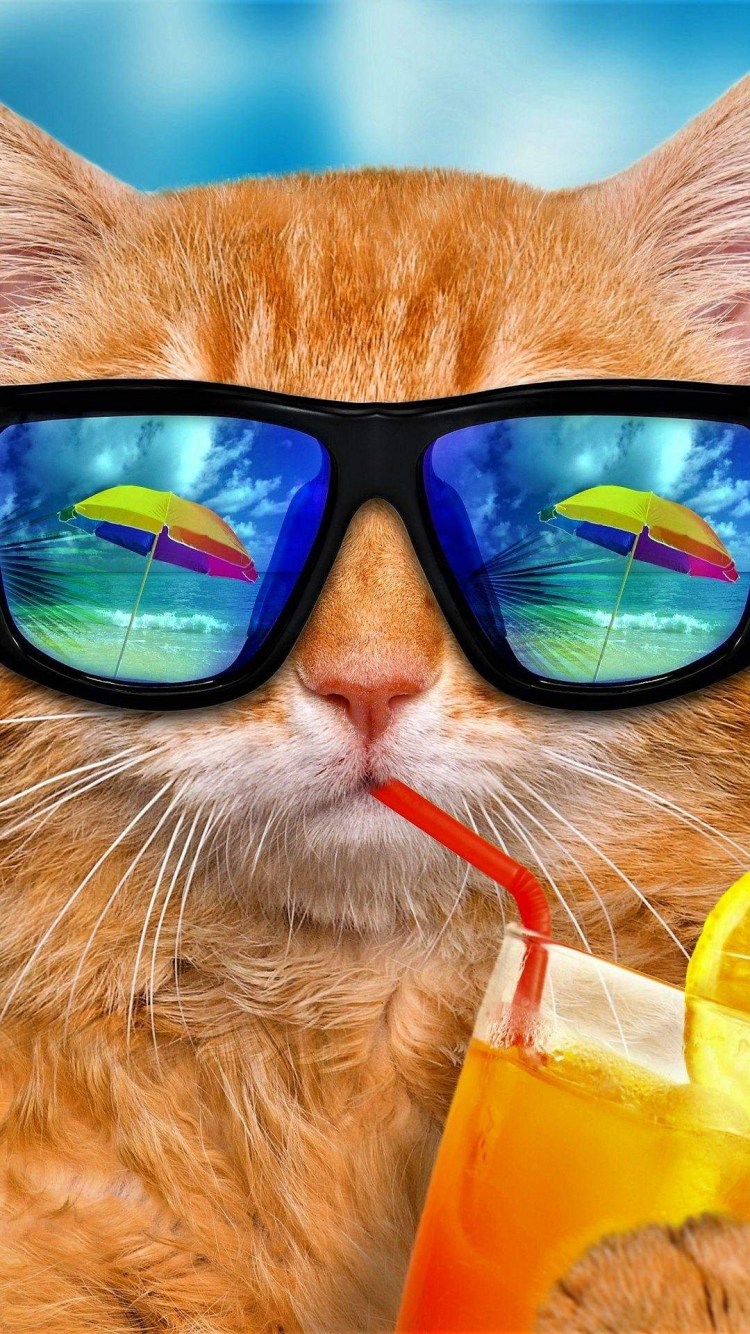 Кот в очках