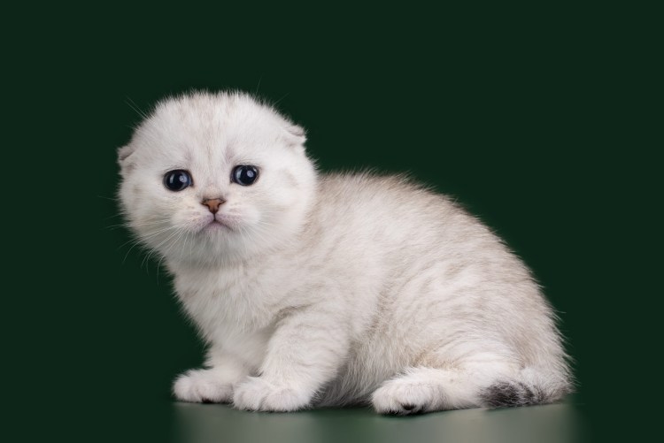 Вислоухий британец котенок белый