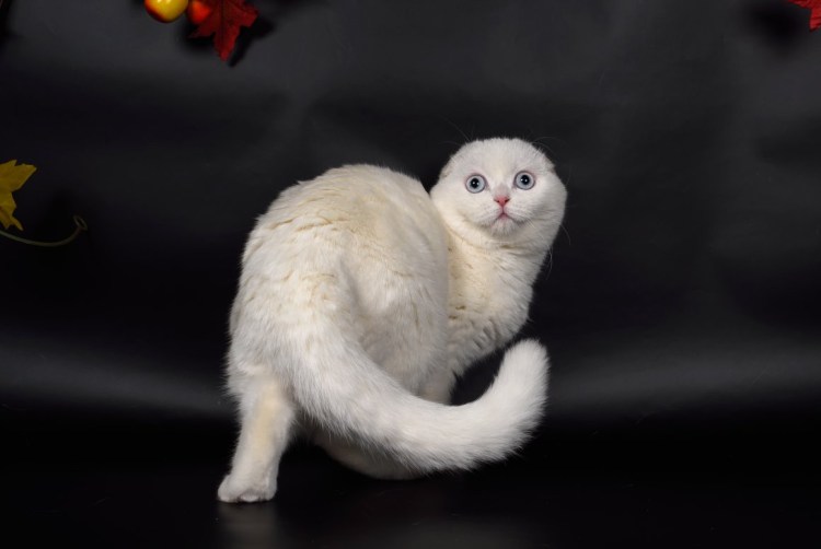 Шотландские вислоухие котята белые