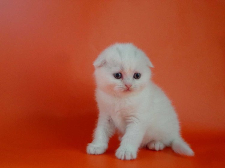 Коротколапый вислоухий белый кот