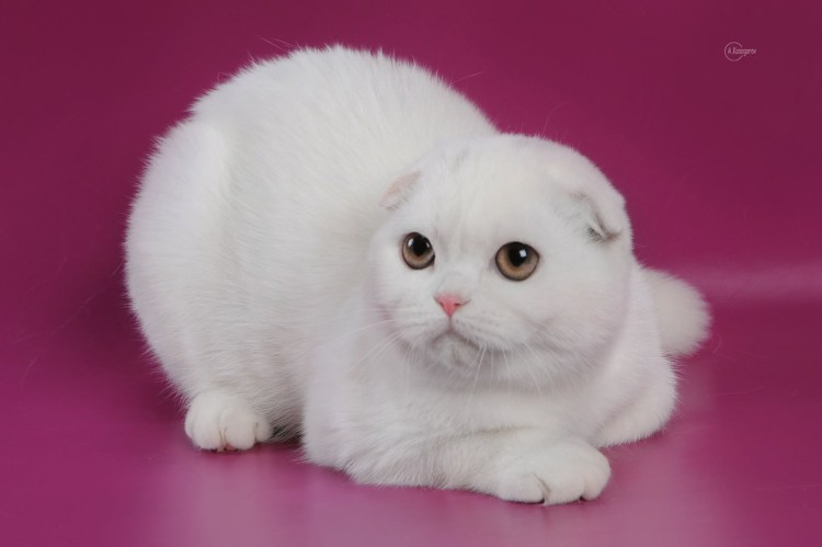 Шотландские вислоухие котята белые