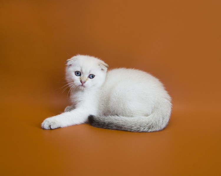 Белый вислоухий кот