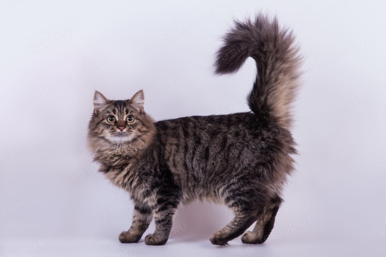 Сибирские коты