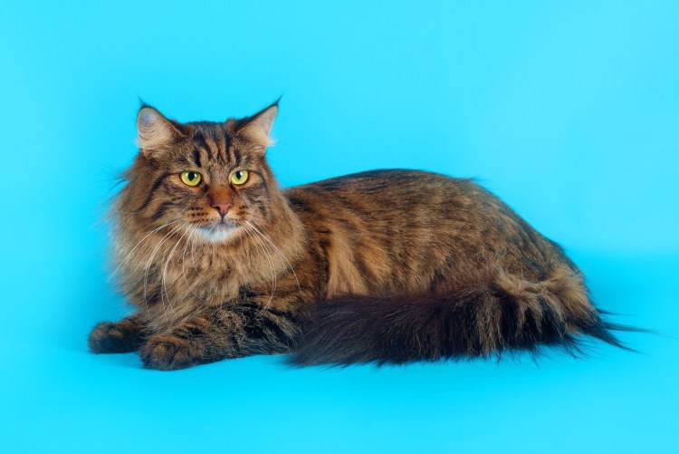 Сибирская среднешерстная кошка