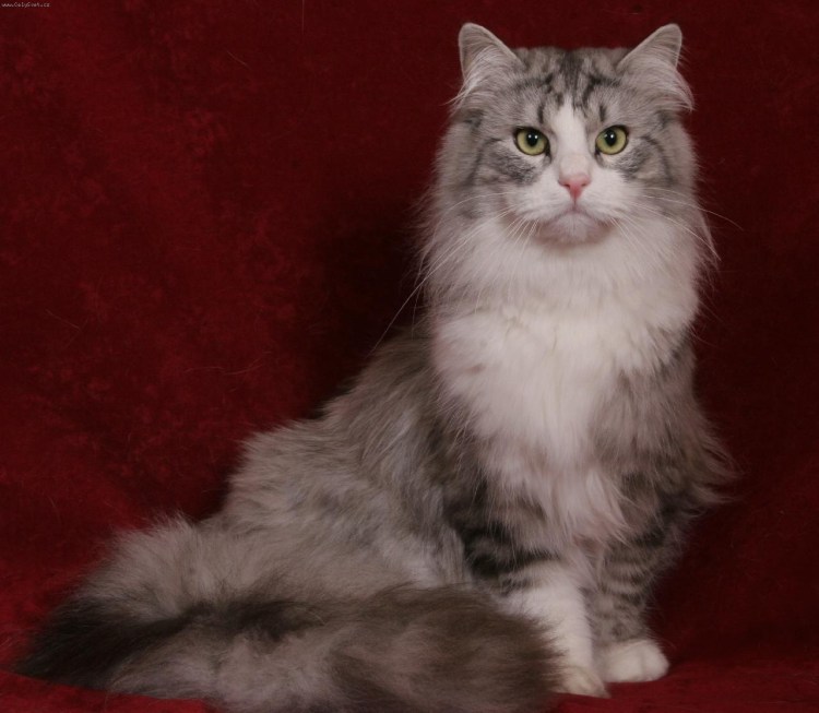 Норвежская Лесная кошка короткошерстная