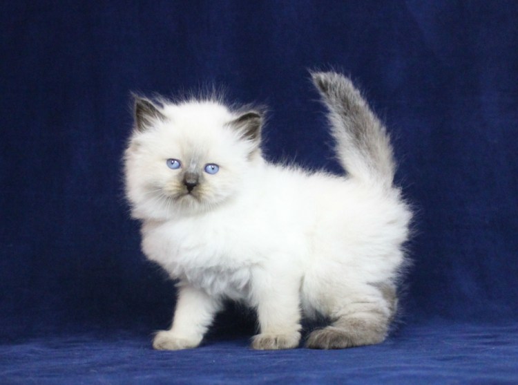 Сибирская кошка агути