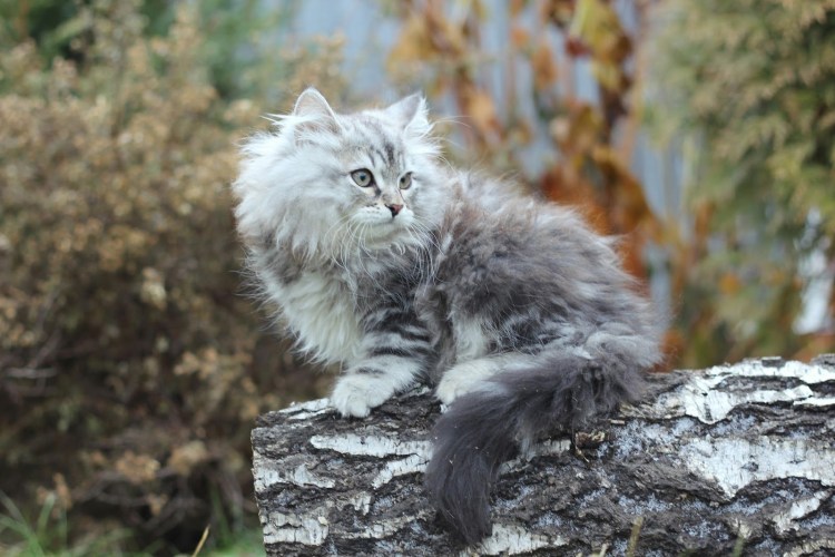 Нибелунг голубой Солид