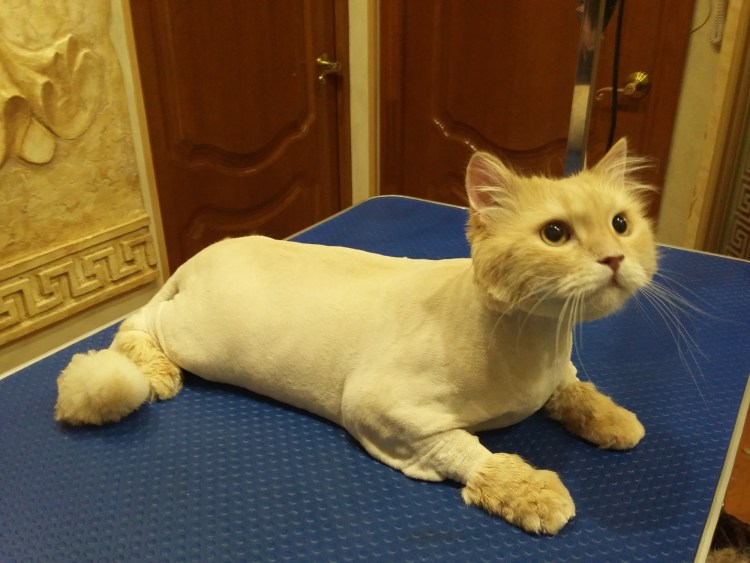 Стрижка кота подо Льва
