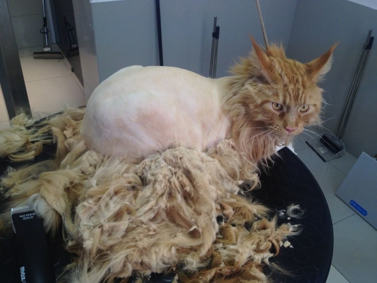 Стрижка кошек