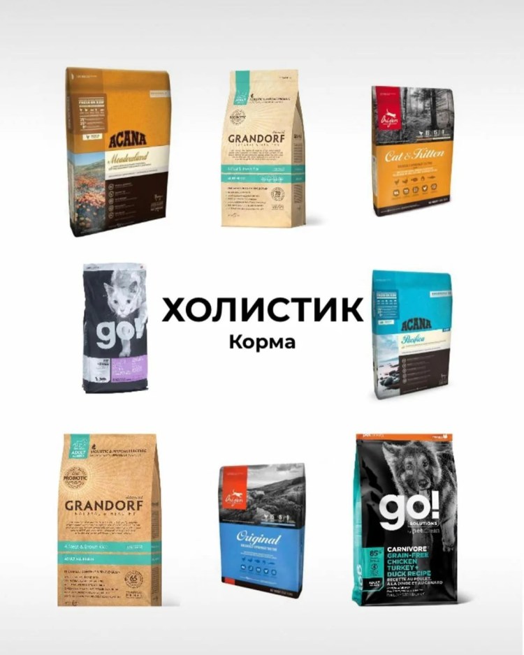 Корм для котят