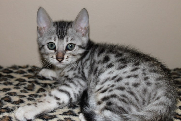 Бенгальская кошка