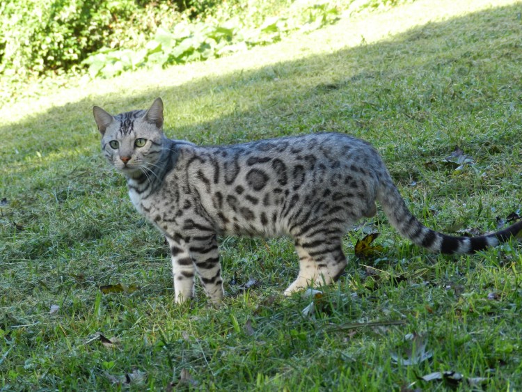 Бенгал Барс Бенгальская кошка