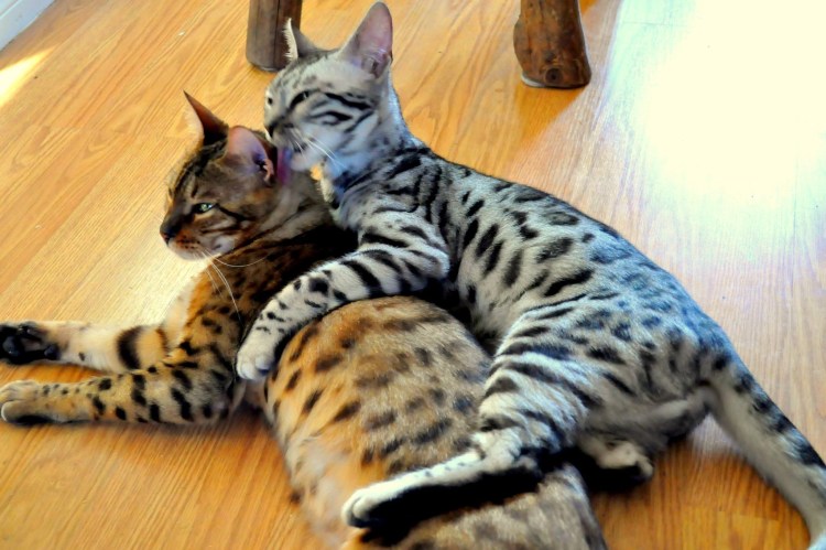 Бенгал Сильвер