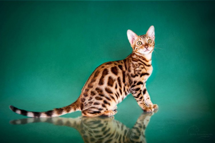 Бельгийская кошка серая