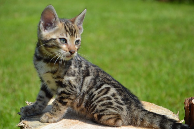 Табби Серенгети